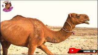 Camel Animal Video Camel Struggles With Heavy Couple De Creative Coman Facts [upl. by Werdna]