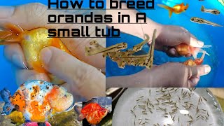 How to breed goldfishoranda goldfish in easiest way step by step [upl. by Stimson446]