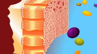 How do scientists study contaminants in the environment [upl. by Hukill]