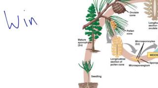 Gymnosperm Reproduction [upl. by Nhoj]