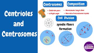 Centrioles Structure and Function [upl. by Erena221]