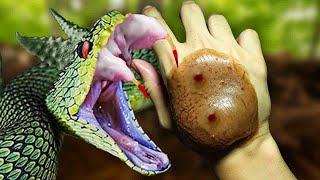 20 Most Painful Snake Bites In The World [upl. by Esila]