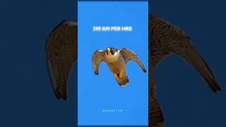 Peregrine falcon shorts facts [upl. by Linehan352]