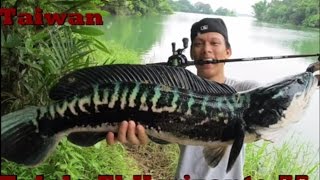 魚虎 Tulala Giant Snakehead [upl. by Ogirdor]