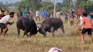 Bullfights Goa  Traditional Dhirio Sport  Goan Dhirio Sport [upl. by Pauline]