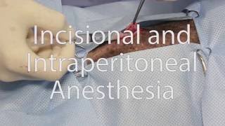 Anesthésie infiltration et anesthésie intrapéritonéale  Incisional and Intraperitoneal Anesthesia [upl. by Eustashe97]