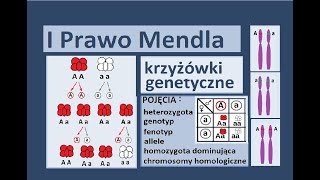 Podstawowe prawa dziedziczenia Krzyżówki genetyczne [upl. by Fryd720]