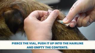 How To Apply A Spot On Wormer amp Flea Treatment [upl. by Errick587]