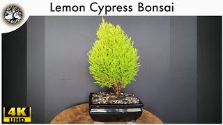 Lemon Cypress Bonsai [upl. by Burne196]