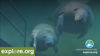 Underwater Manatee Cam at Blue Spring State Park [upl. by Aerol818]