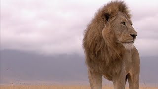 Ngorongoro Born of Fire  Wildest Africa  4K [upl. by Cattier]