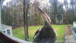 Pileated Woodpecker pecking a window [upl. by Tade]