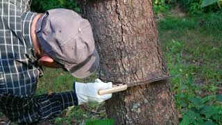 Como Desacerte de un Arbol no Deseado en Minutos [upl. by Oulman]