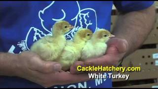 Broad Breasted White Turkey Poults for Sale  Cackle Hatchery [upl. by Shandra]