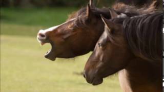 Horse Whinny HD Sound Effect Relincho de Caballo Efecto de Sonido HD [upl. by Lalib793]