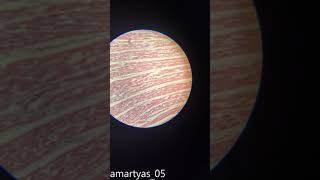 Cardiac muscle  Histology Slides  Karwar institute of medical sciences [upl. by Htabmas]