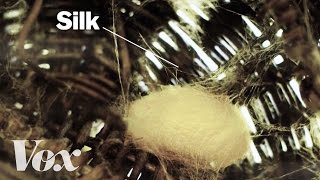 How silkworms make silk [upl. by Siugram]