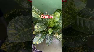 Croton plant plantlovers gardening shorts nature trending youtubeshorts plants viralvideo [upl. by Nydroj]