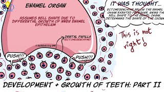 Development and growth of teeth Part II Bell stage and root formation [upl. by Leahcimnhoj540]