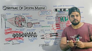 Structure of Skeletal Muscle Detailed lecture on Skeletal Muscle [upl. by Yltnerb]