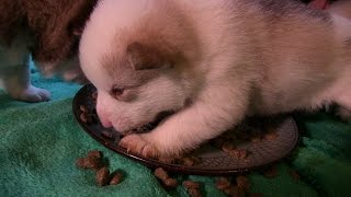 Husky Malamute Puppies 3 weeks old eating first time [upl. by Thorfinn]