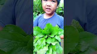 Morning harvest nang pechaybokchoy [upl. by Airad332]