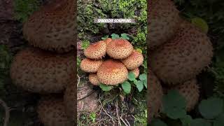 Pholiota squarrosa ☠️ [upl. by Aseefan]