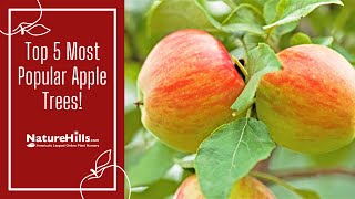 Top 5 Most Popular Apple Trees and Their Pollinating Partners  NatureHillscom [upl. by Hareemas538]