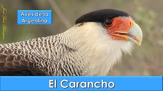 CARANCHO CRESTED CARACARA Caracara plancus Aves de la Argentina [upl. by Tamberg]