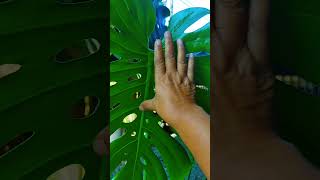 Huge leaves monsterashortsvideo music [upl. by Sabir]