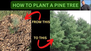 HOW TO PLANT A PINE TREE  EASTERN WHITE PINE [upl. by Acirderf]