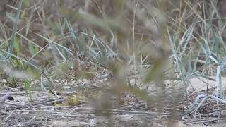 Рогатый жаворонок Eremophila alpestris 161024 ЮПНГ [upl. by Rehportsirhc]