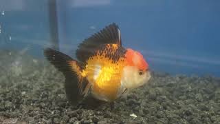 1213cm High Quality Oranda 12 [upl. by Ojeibbob]