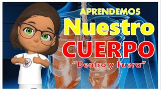 Partes del Cuerpo PARA PRIMARIA [upl. by Noremmac]