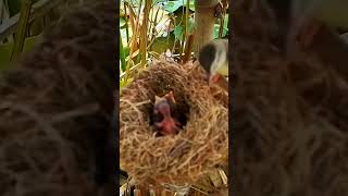 Brown prinia Bird calls baby to feed [upl. by Annod813]