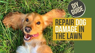 Repair Dog Damage Fix Bare and Yellow Spots in Grass [upl. by Skrap]