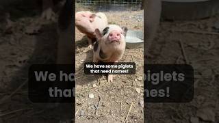 PIGLET NAMING CONTEST 🐷 We need your help naming some rescue piglets pigs piglets animalrescue [upl. by Tarryn]