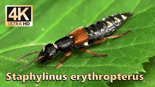 Staphylinus erythropterus [upl. by Landing]