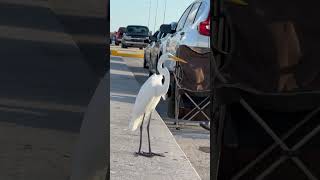 Skyway pier clear water florida [upl. by Mercola]