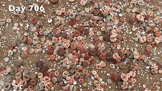 How to grow lithops from seeds [upl. by Aehsat71]