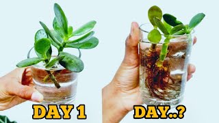 How to grow jade plant cuttings in waterGrow jade in water [upl. by Herv]