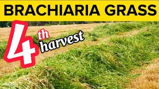 4th Harvest or Clearing of my Brachiaria Grass  Mulato Grass My Overall Hay [upl. by Inajar]