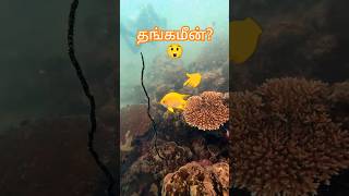 🐠🐠 GOLDEN DAMSELFISH Pilot Reef 4 tamil fish aquarium aquariumfish fishtank freetofly shorts [upl. by Pawsner]