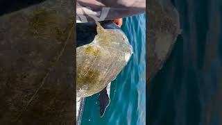 Turtle Full Of Parasites Gets Rescued Shorts [upl. by Erait]