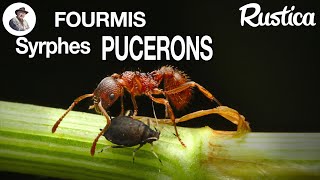 Les pucerons les fourmis et les syrphes [upl. by Melany]