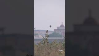 Bee Eater ready to takeoff wildlife wildlifefilmmaking bihar birds animals wildlifeofindia [upl. by Anastasia210]