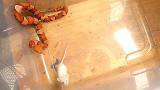 Venomous Copperhead Injects Mouse Multiple Time With Venom [upl. by Lisabet565]