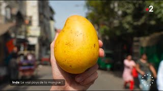 Inde  le vrai pays de la mangue [upl. by Anceline669]