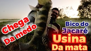 bico do jacaré usina da mata rio Tietêda medo o tamanho desses peixes [upl. by Aseena]