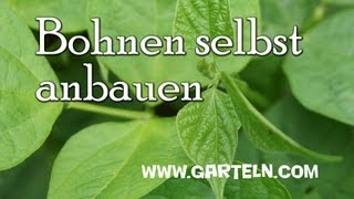 Buschbohnen bzw Fisolen im Garten selbst anbauen [upl. by Gerome809]